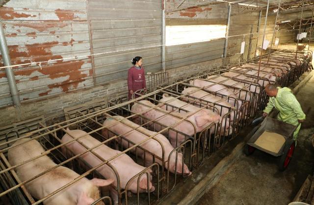 养猪省饲料是关键，这三种食物不能喂猪，不然赔的一干二净！