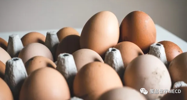 鸡蛋为什么这么贵？养殖饲养鸡蛋、散养鸡蛋和有机鸡蛋意味着什么