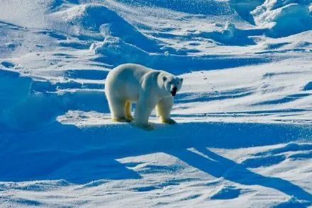 世界首例！北极熊死于禽流感