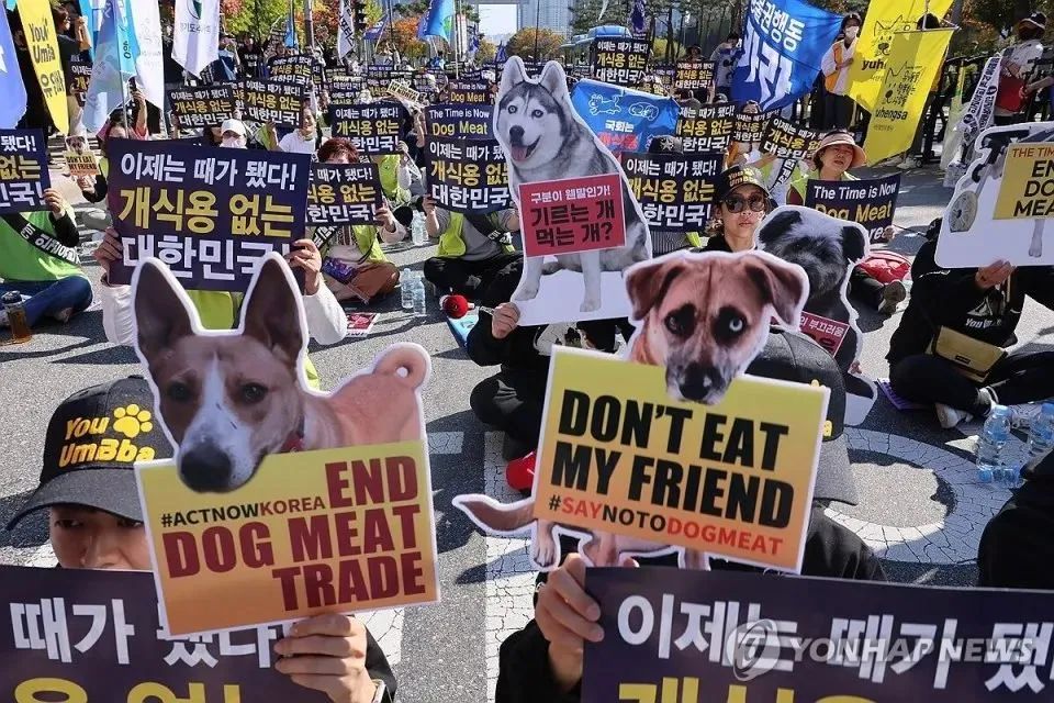 韩国立法禁食狗肉！可处3年以下有期徒刑或3000万韩元以下罚款