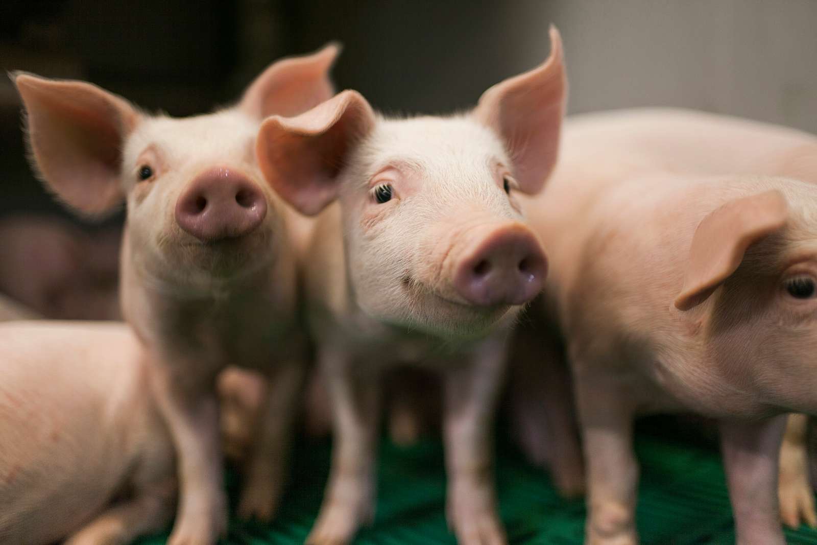 2024年第1周瘦肉型白条猪肉出厂价格监测周报