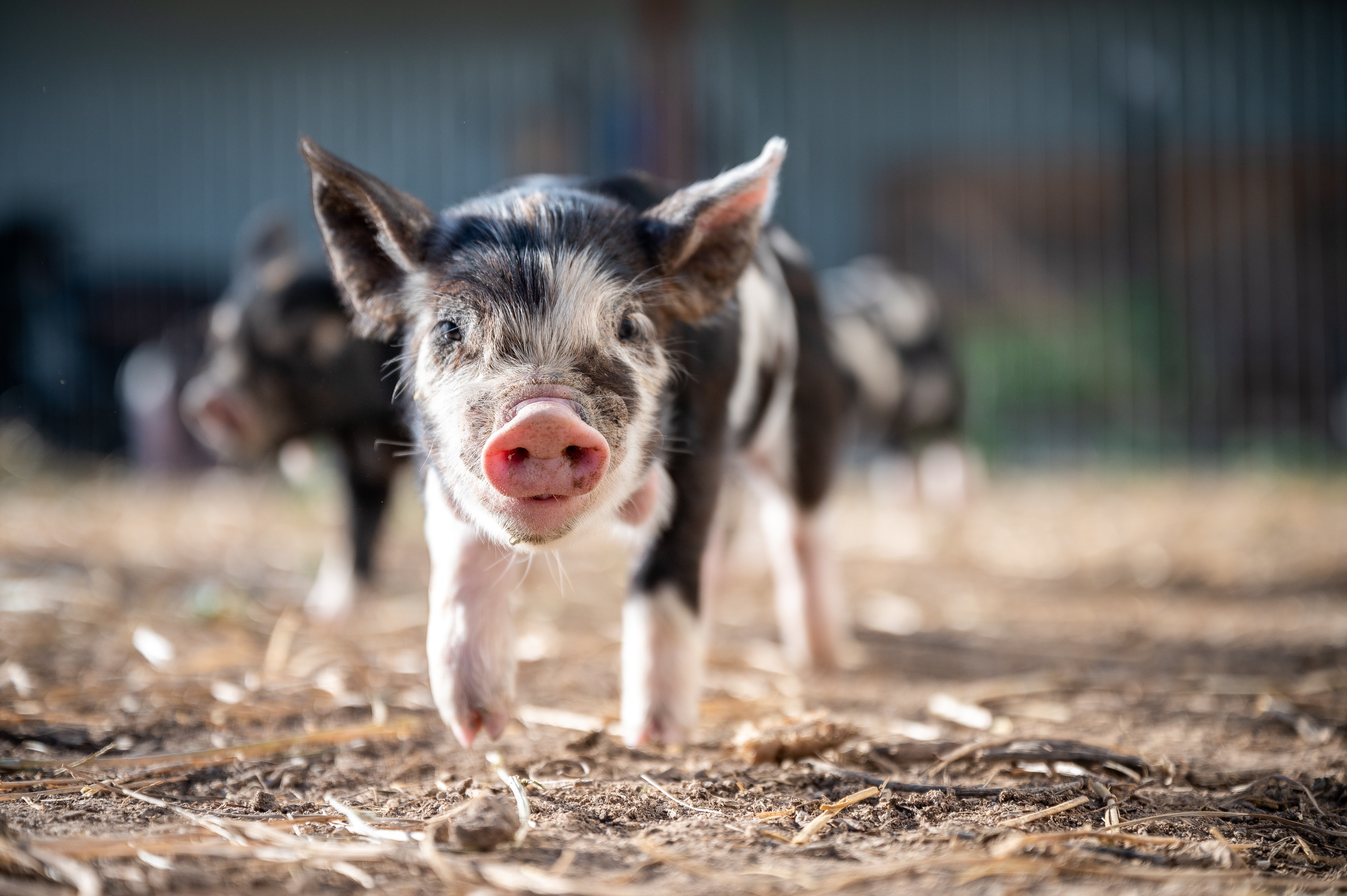 海关总署、农业农村部：关于防止黑山非洲猪瘟传入我国的公告