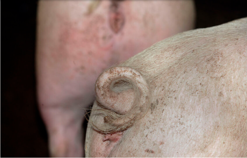 猪的断尾、损伤和溃疡之间有什么联系？