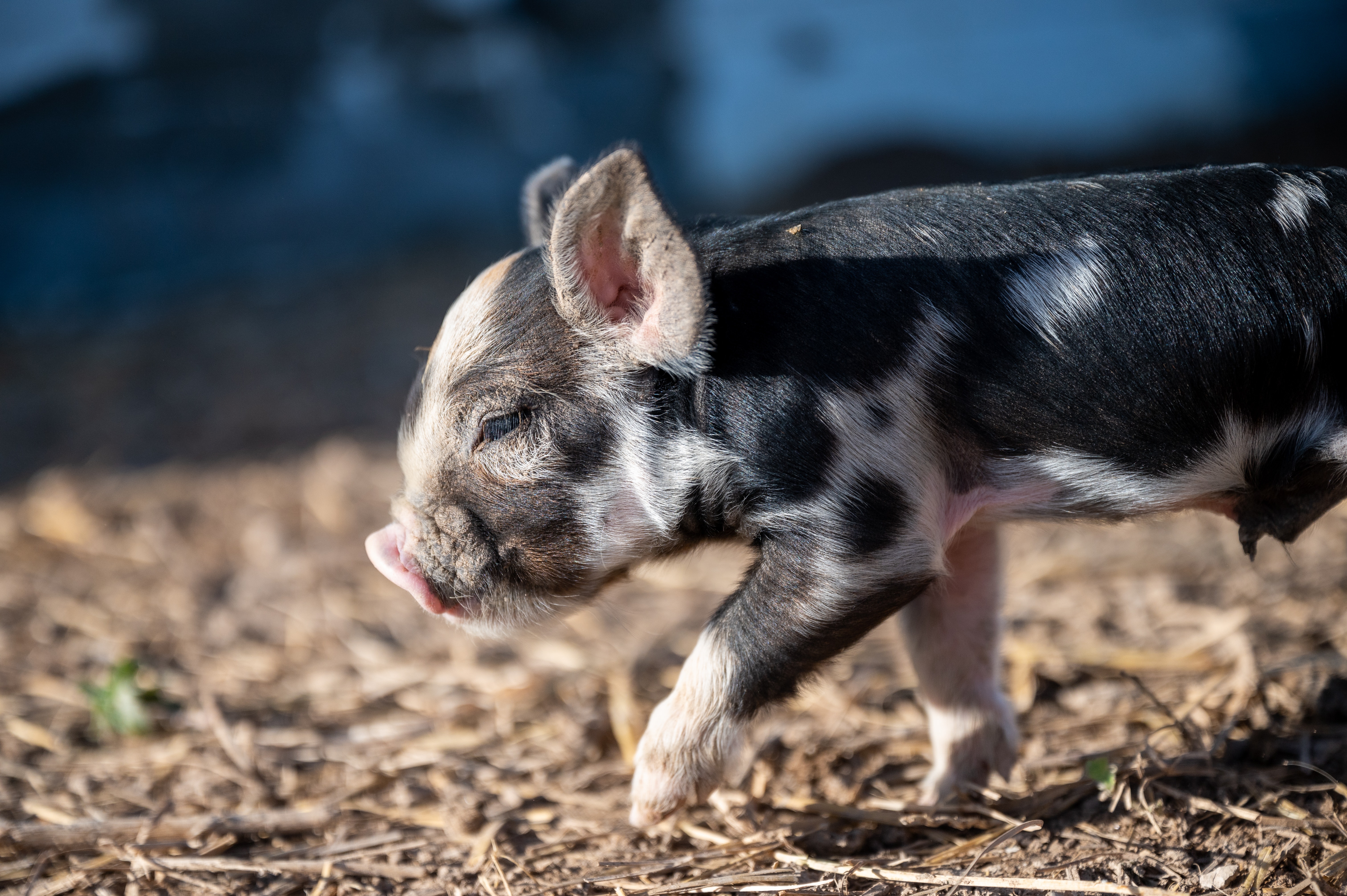 农业农村部：将全国能繁母猪正常保有量目标从4100万头调整为3900万头