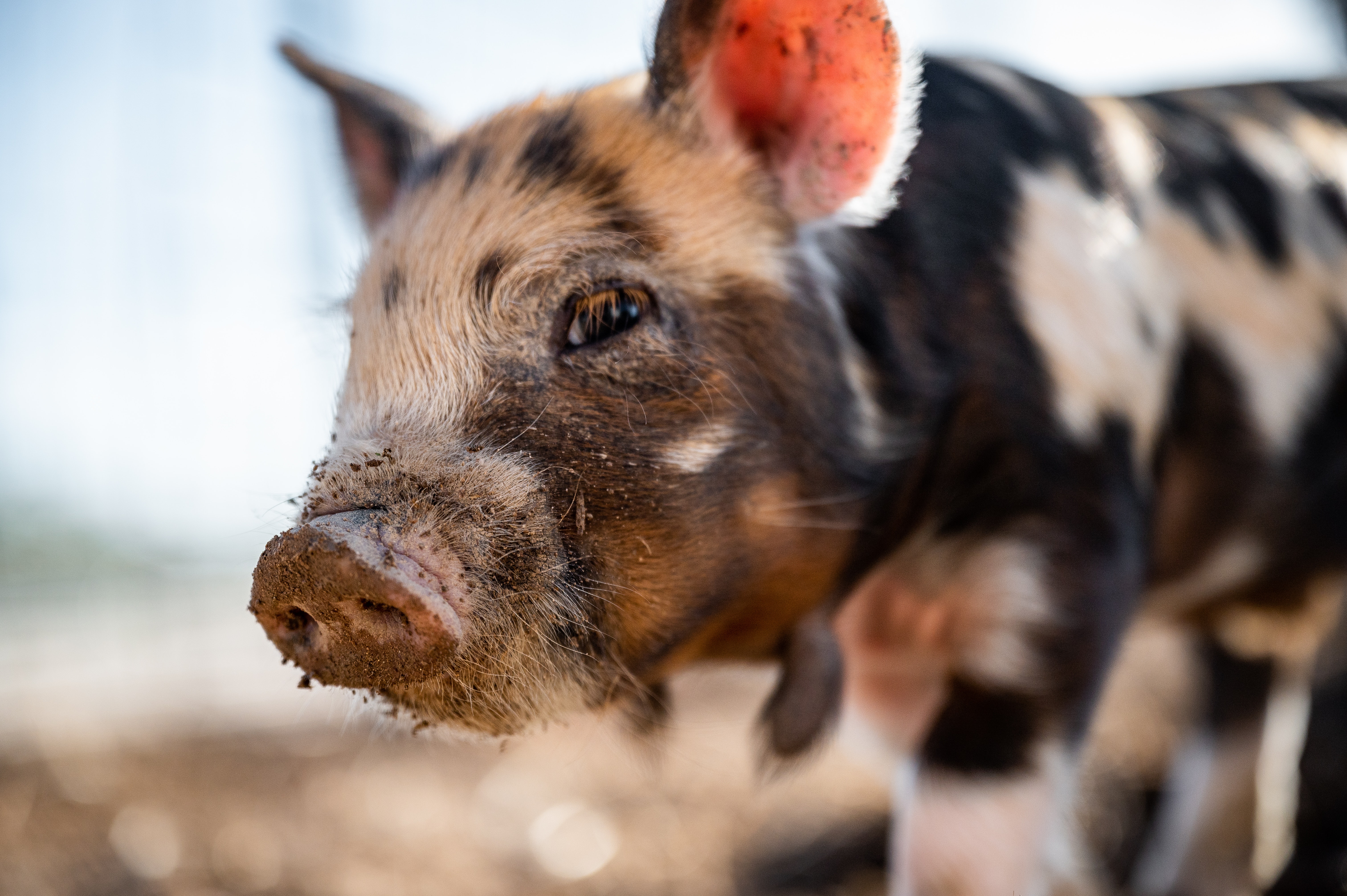 农业农村部修订印发生猪产能调控实施方案 引导市场预期