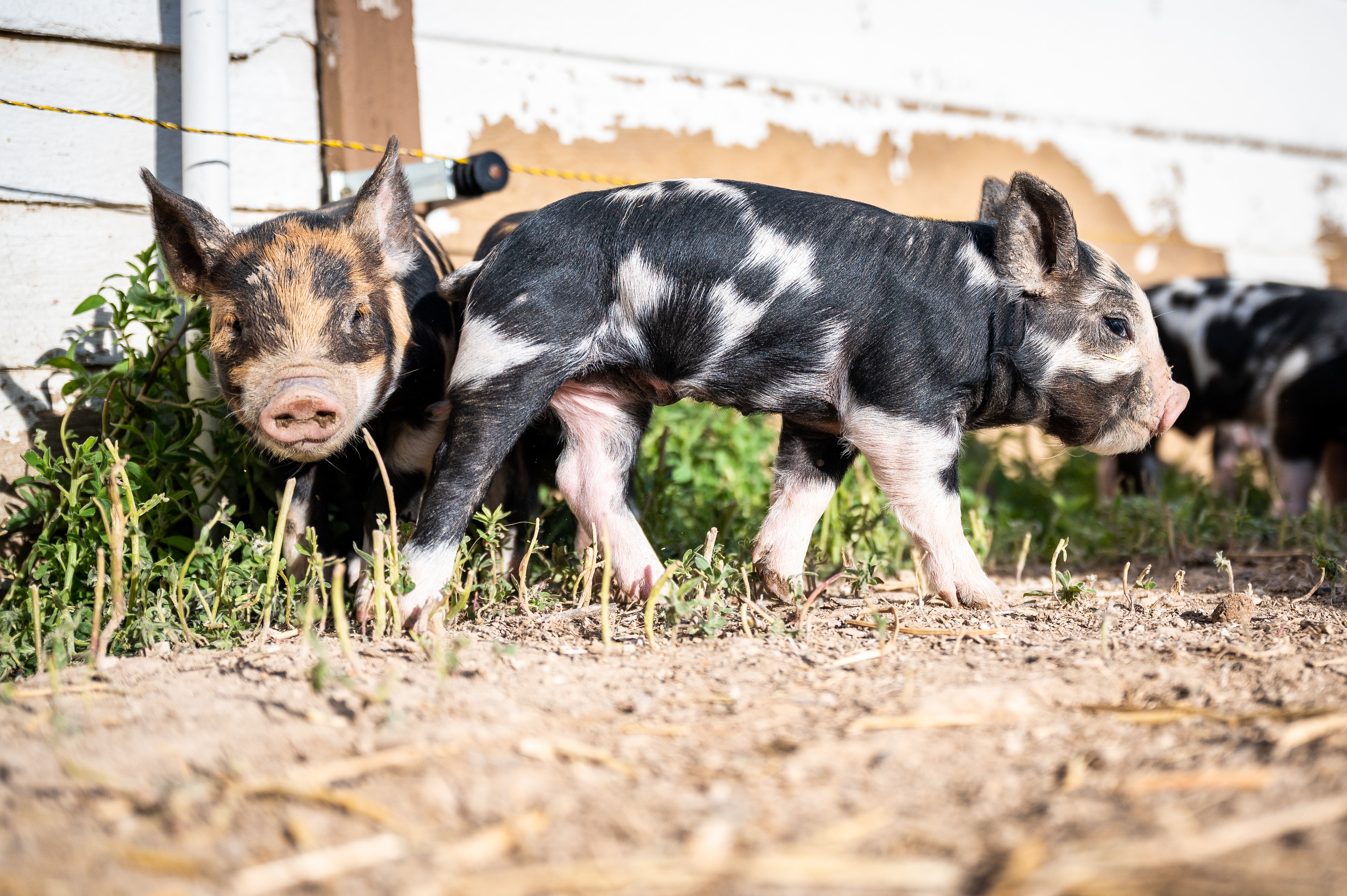两会议食厅 | 秦英林代表：提升养猪技术水平 提高资源转化效率 助推养猪行业高质量发展