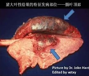 猪支原体、传染性胸膜肺炎引起的猪肺部病变如何鉴别区分？