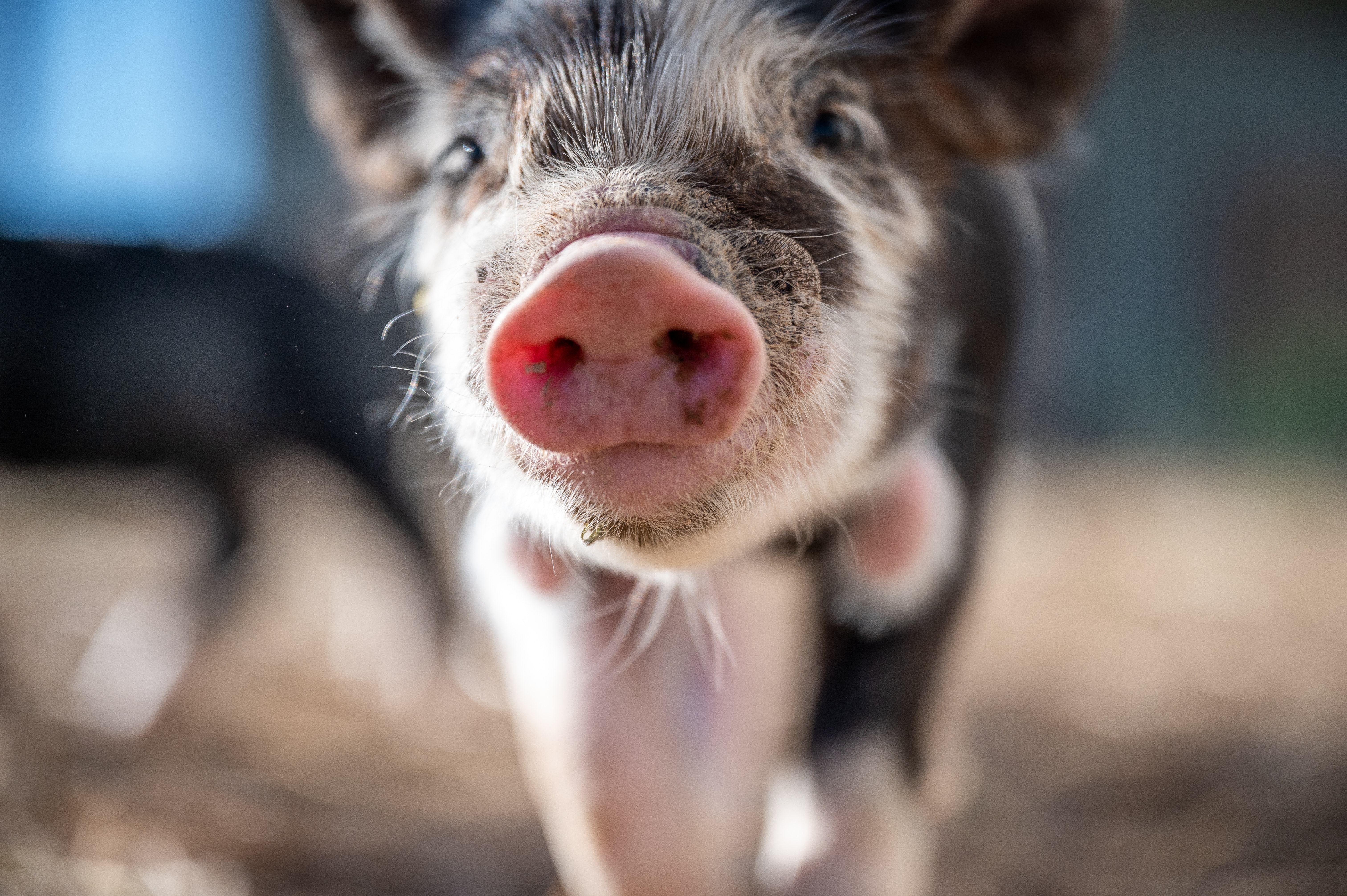 上市猪企3月销量同比上升近6% 正虹科技、傲农生物销量下滑幅度较大