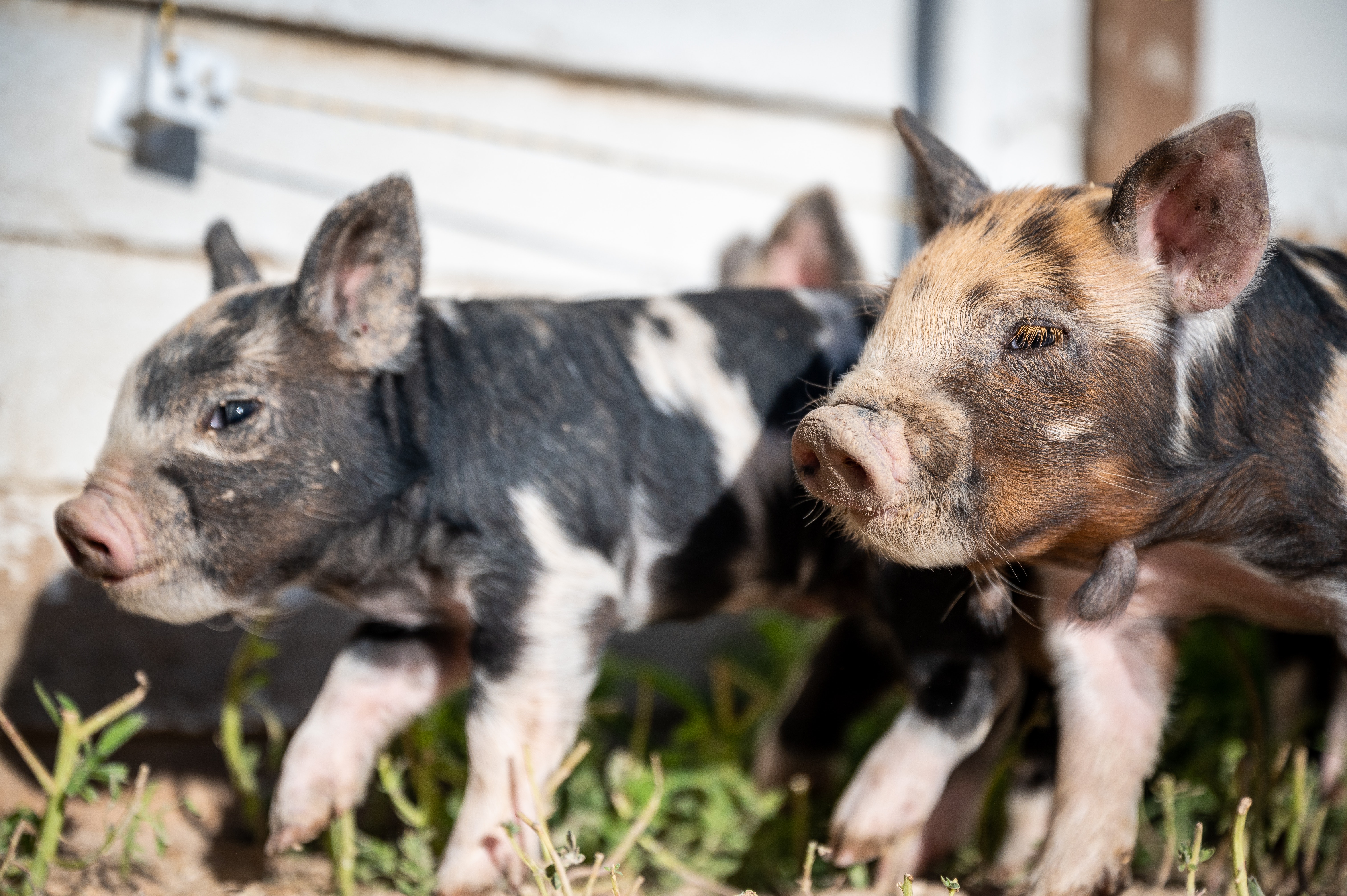 农业农村部表态：将在一定程度上恢复“家庭农场或农户”从事小规模养猪