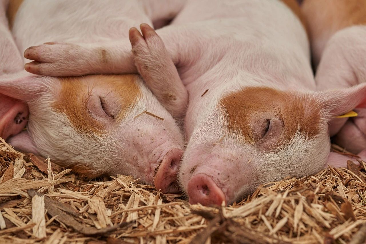天康生物：公司2023年12月的生猪出栏均重为116公斤