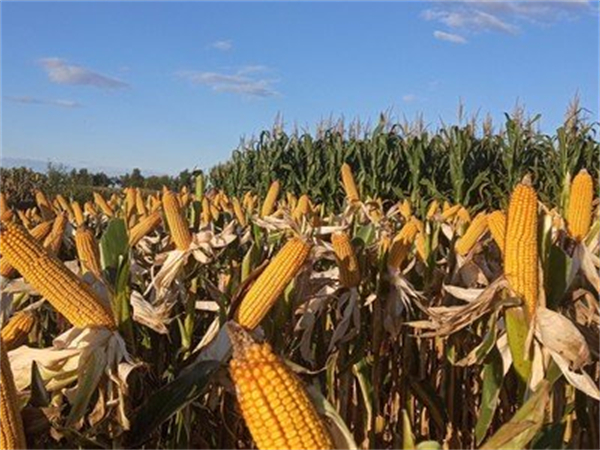 美国玉米出口面临更多来自南美的竞争压力