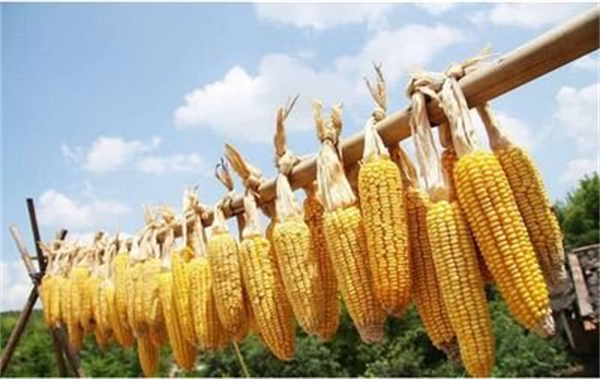 5月份玉米价格逐步上涨！基层余粮减少，6月或延续涨势？