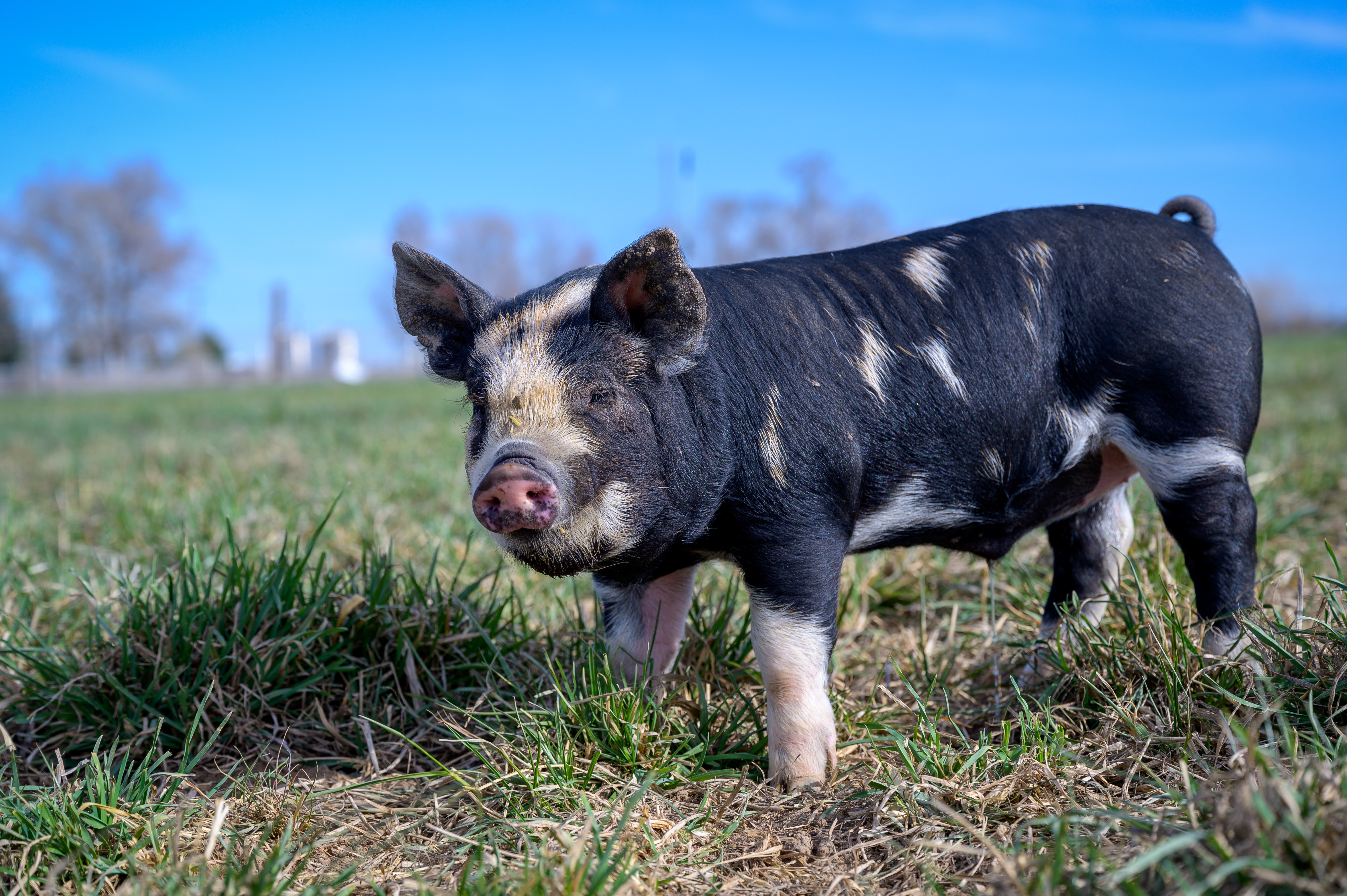 从猪到人，器官异种移植离我们还有多远？