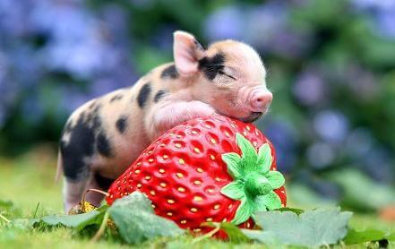 加强财政资金保障！省农业农村厅推出扶持政策，切实稳定生猪产业健康发展