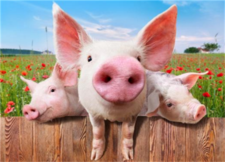养猪每头亏损至少500元 专家：乡村数字化需要农民参与