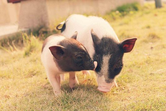 官宣，第十一届李曼中国养猪大会暨世界猪业博览会移师长沙，12月6日全面启动招商