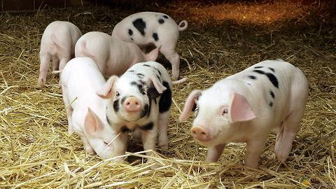 引起母猪产程延长的十大原因