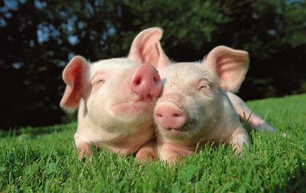 养猪微课堂 ▏生猪生产期间都有哪些寄生虫病,你知道吗？