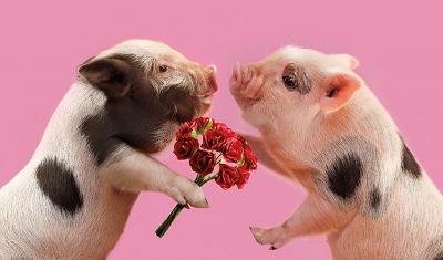 【猪病防治】如何区别猪中毒性疾病与传染病，如何诊治？
