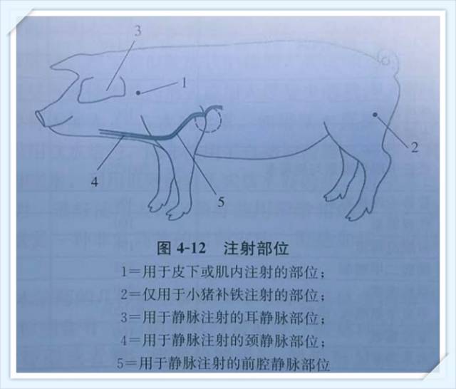 猪颈部肌肉注射位置图图片