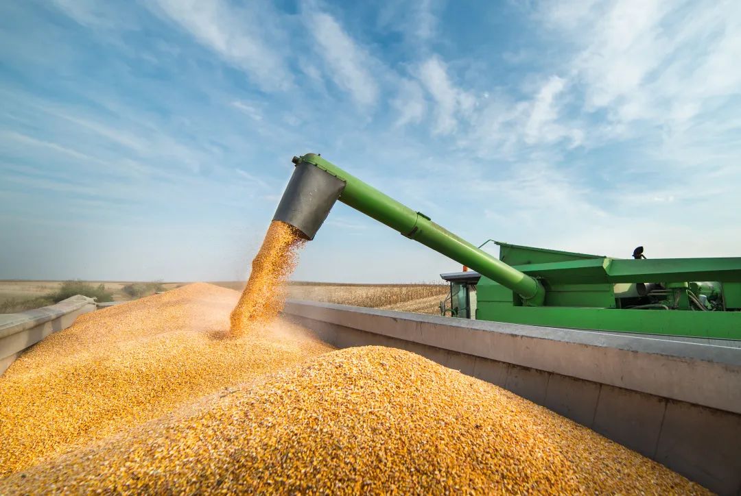 市场玉米主流替代方案分析