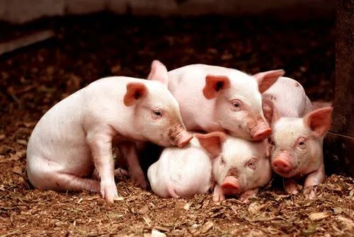 生猪期货创新低 均价年内跌超六成 猪企或全面亏损