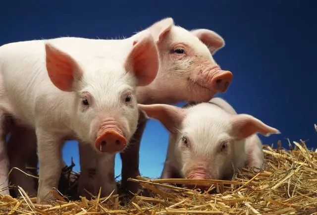德国养猪场确认首例非洲猪瘟