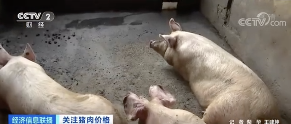 中国养猪网