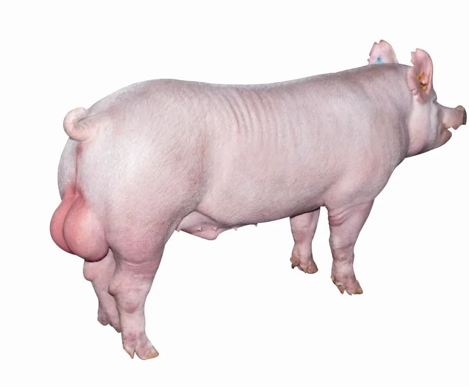 天汉大讲堂种猪繁育与饲养管理